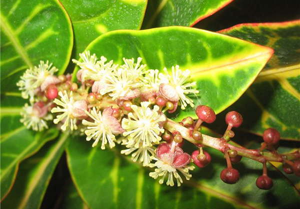 Растение кротон: происхождение и внешний вид цветка