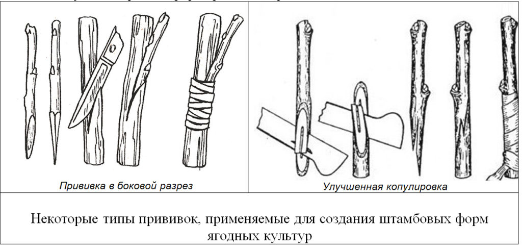 Размножение крыжовника: способы