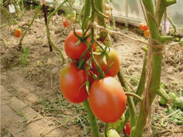 Разнообразие сортов помидоров Де барао и их агротехника