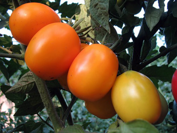 Разнообразие сортов помидоров Де барао и их агротехника