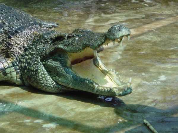 Разведение крокодилов как бизнес: видео