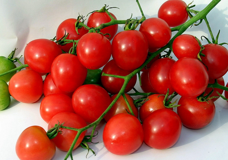 Самые урожайные сорта томатов для открытого грунта в Сибири