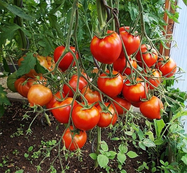 Самые вкусные сорта помидоров