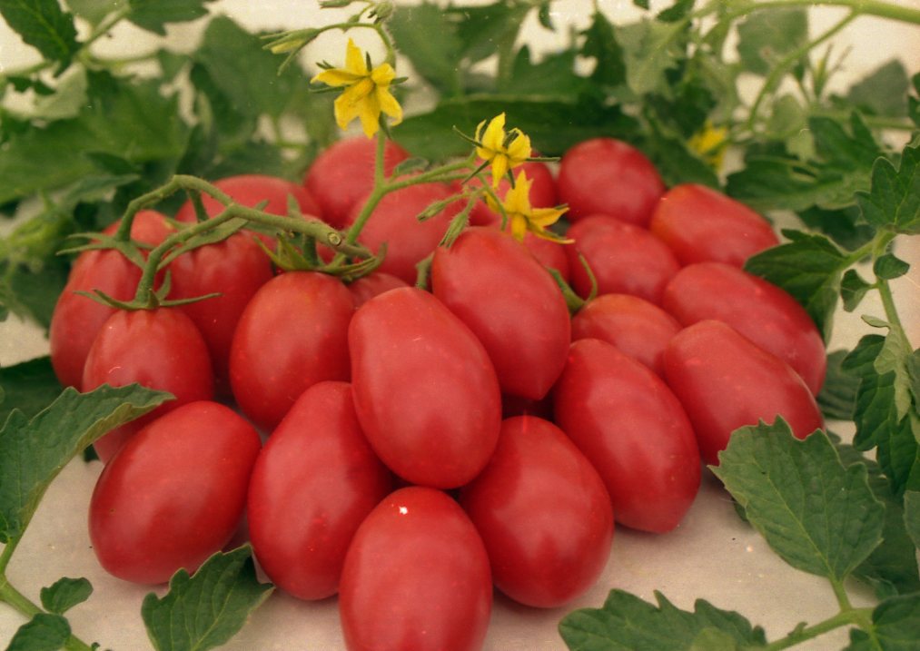 Самые вкусные сорта помидоров
