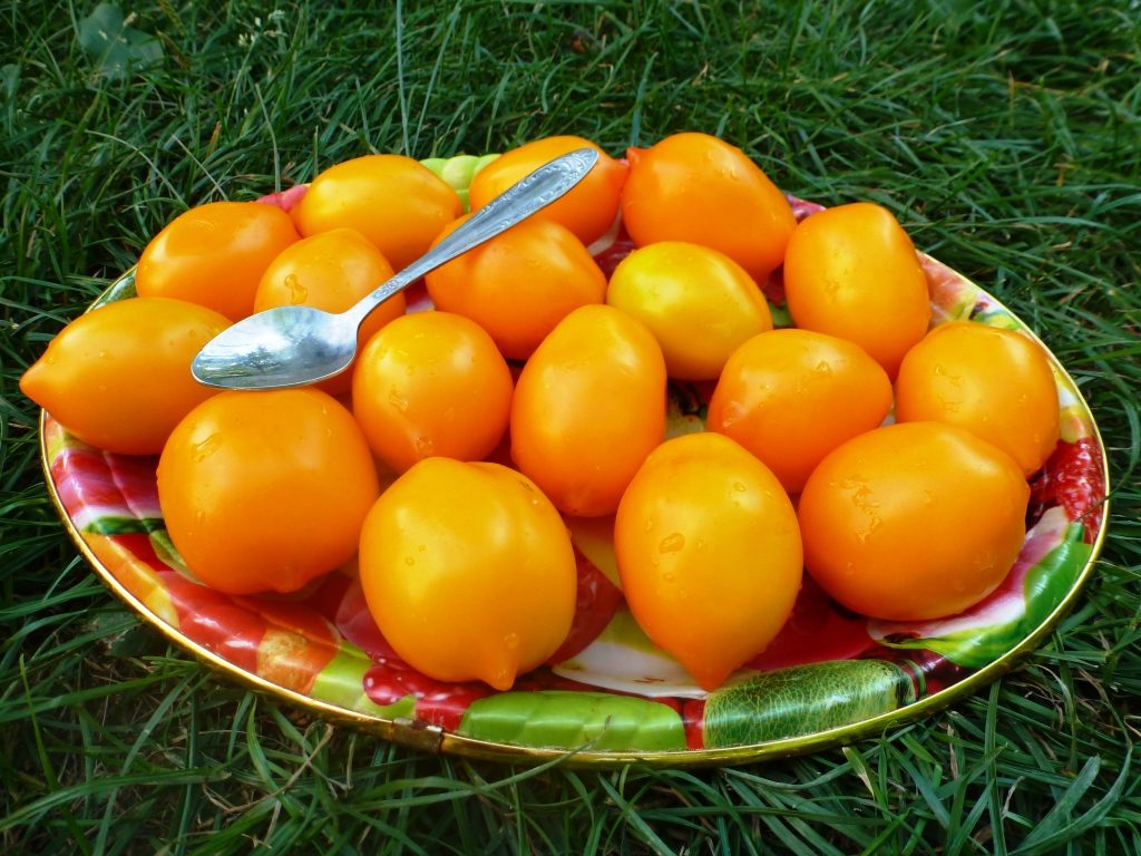 Самые вкусные сорта помидоров Самые вкусные сорта помидоров