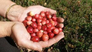 Секреты выращивания клюквы