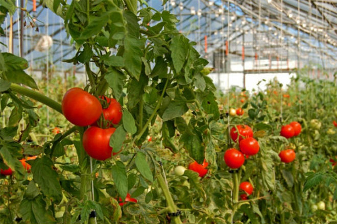 Слишком высокие помидоры: сложности и методы выращивания
