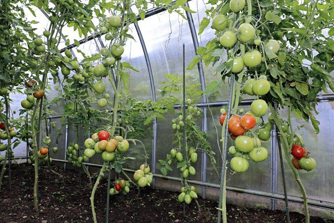 Слишком высокие помидоры: сложности и методы выращивания