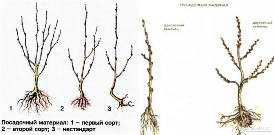 Слива Заречная ранняя - Прекрасный сад