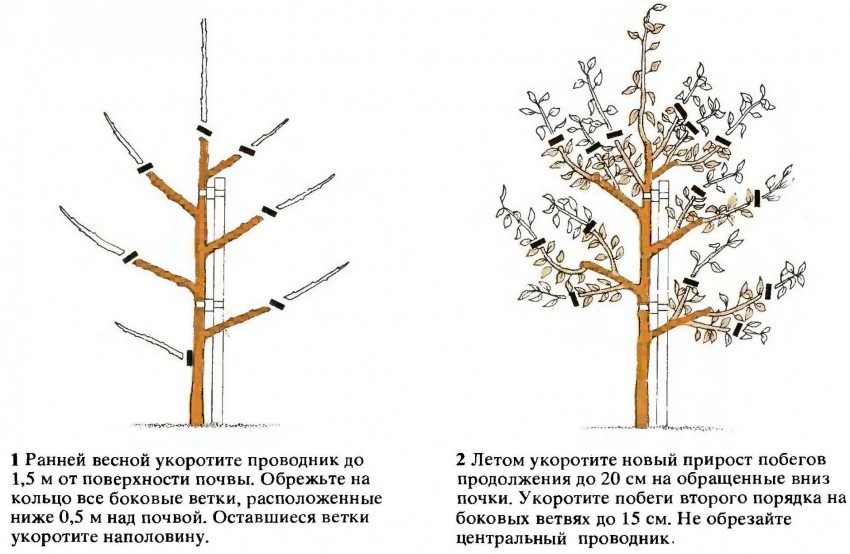 Слива Заречная ранняя - Прекрасный сад