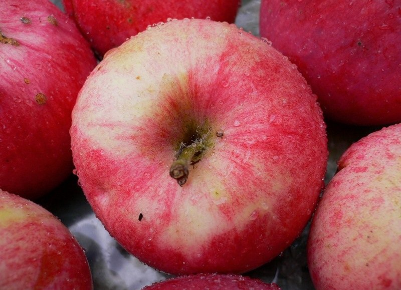 Сорт яблок Мельба: фото и описание - Прекрасный сад