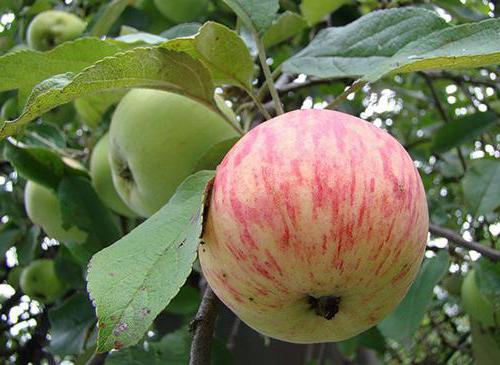 Сорт яблони Корично полосатое: фото, описание