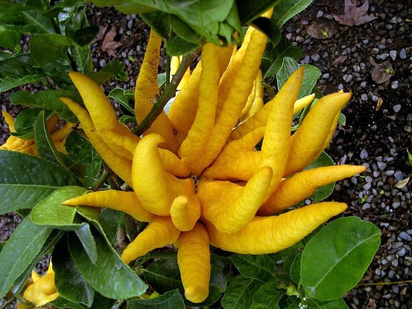 Сорта лимонов: для выращивания в домашних условиях