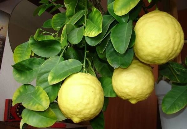 Сорта лимонов: для выращивания в домашних условиях