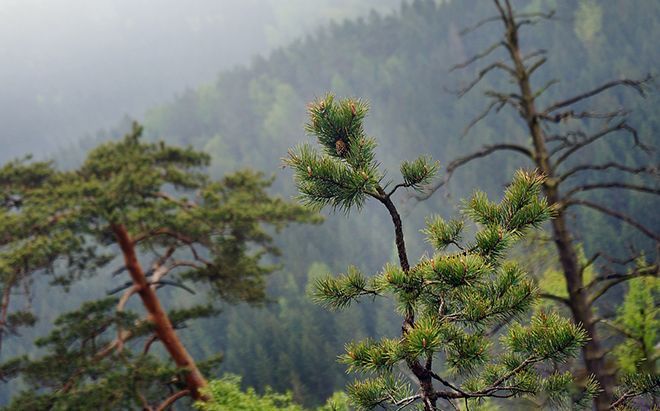 Сосна хвойное или лиственное дерево, ботаническое описание и ореол произрастания