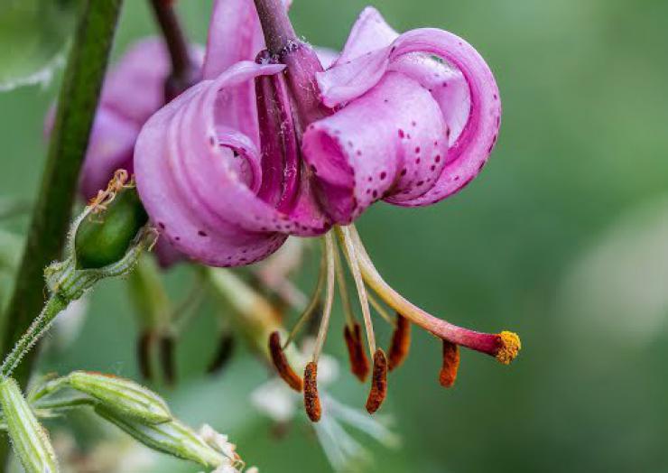 Восточная красавица на даче: фото самых красивых сортов лилий