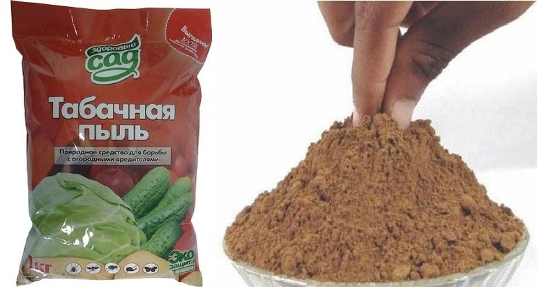 Вредители калины