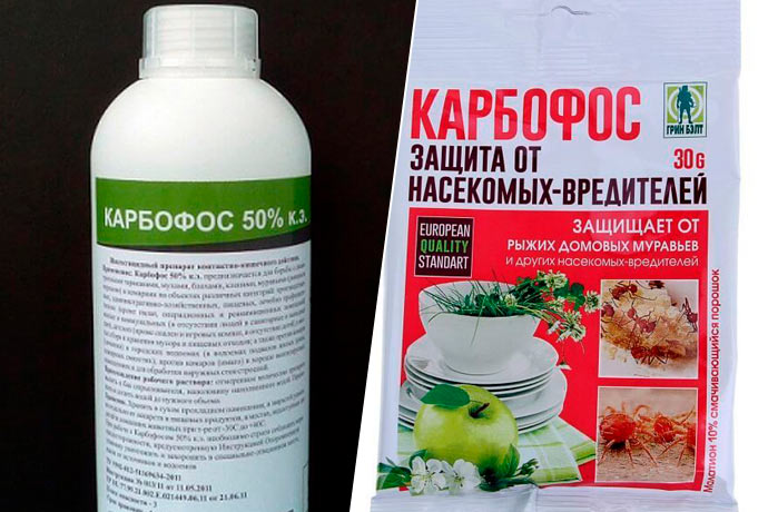 Вредители калины