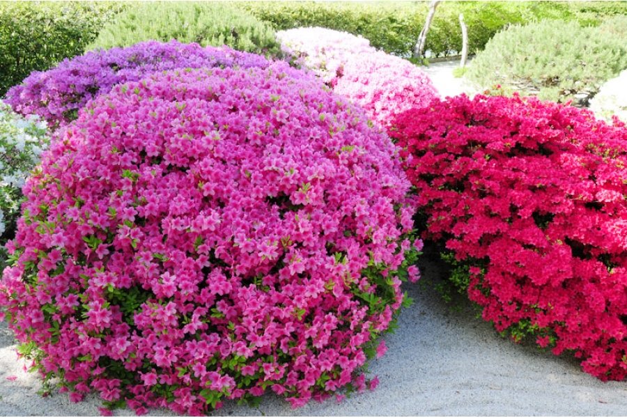 Выбираем цветущие кустарники-многолетники для дачи: 23 разновидности с фото