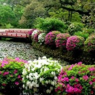 Выбираем цветущие кустарники-многолетники для дачи: 23 разновидности с фото