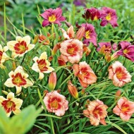 Выбираем неприхотливые и долгоцветущие цветы-многолетники для сада