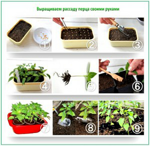 Выращивание черного душистого перца на даче