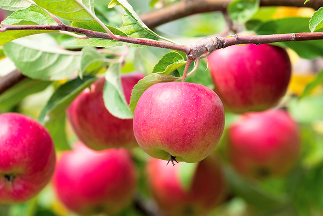 Выращивание дома яблони из семян