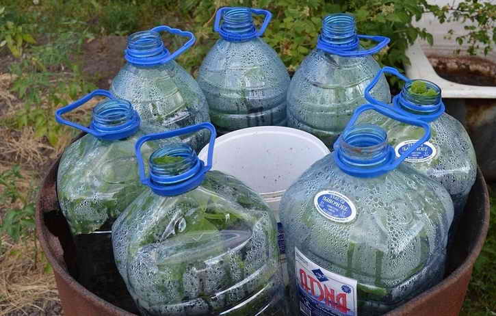 Выращивание огурцов в пластиковых бутылках: особенности метода