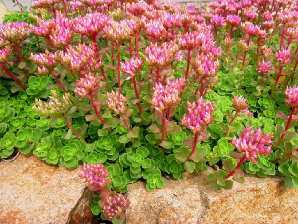 30 самых красивых и интересных видов стелющихся растений для сада с фото