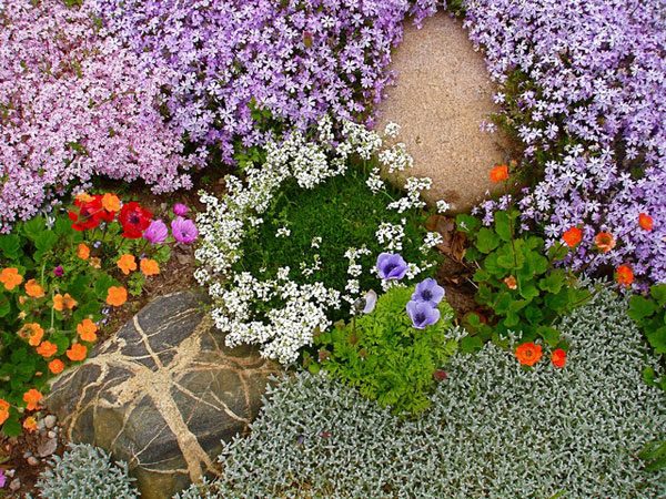30 самых красивых и интересных видов стелющихся растений для сада с фото
