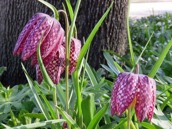 30 самых красивых луковичных цветов для сада с названиями и фото