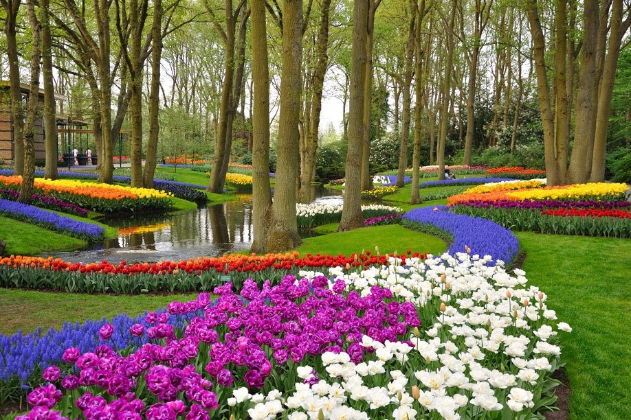 30 самых красивых луковичных цветов для сада с названиями и фото