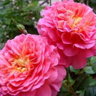 30 сортов роз Дэвида Остина с описанием и фото