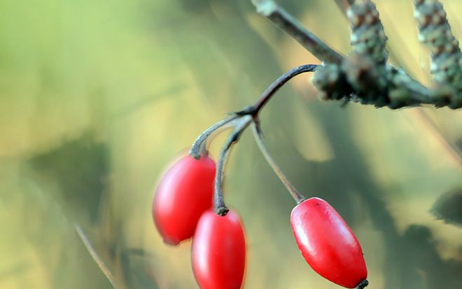 Барбарис черный: полезные свойства и противопоказания, фото растения и разница с красным