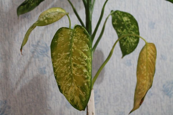 Болезни диффенбахии: почему желтеют листья и что делать