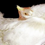 Болезни кур несушек в домашних условиях: фото и лечение