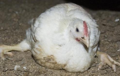 Болезни кур несушек в домашних условиях: фото и лечение
