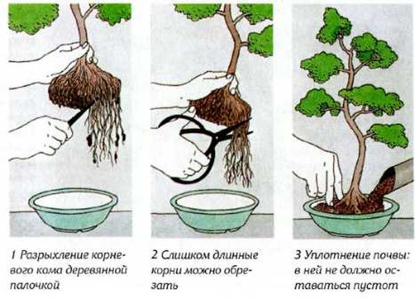 Бонсай: как вырастить и ухаживать в домашних условиях