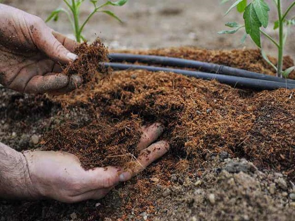 Чем и как удобрять землю после уборки картофеля