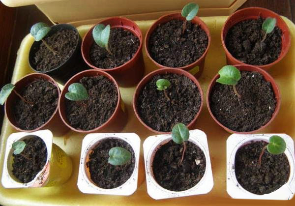 Цикламен из семян: выращивание в домашних условиях