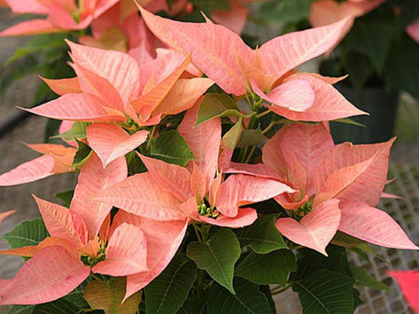 Цветок Рождественская звезда: описание, виды с фото + условия комнатного выращивания, как ухаживать за растением