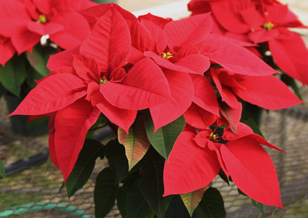 Цветок Рождественская звезда: описание, виды с фото + условия комнатного выращивания, как ухаживать за растением