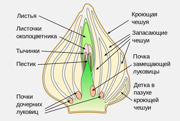 Цветок тюльпан: описание и характеристика, когда цветет