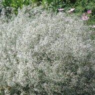 “Цветущее облако” в саду: тонкости выращивания гипсофилы многолетней