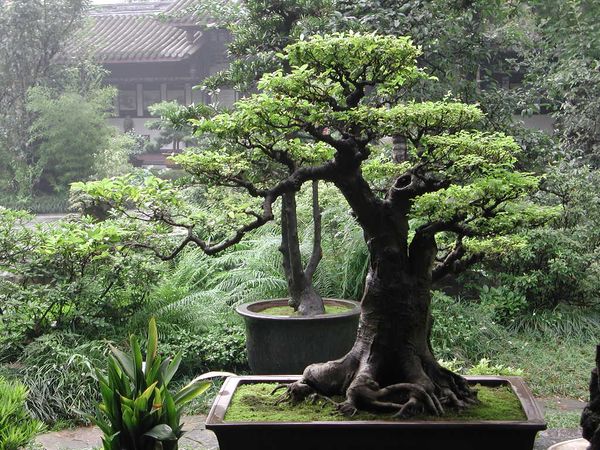 Дерево бонсай: разновидности и описание японского искусства