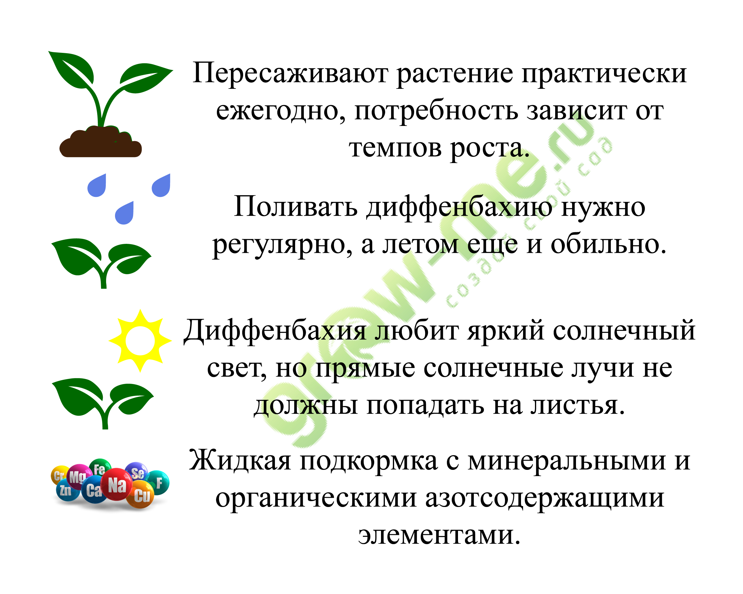 Диффенбахия: уход в домашних условиях и правила выращивания