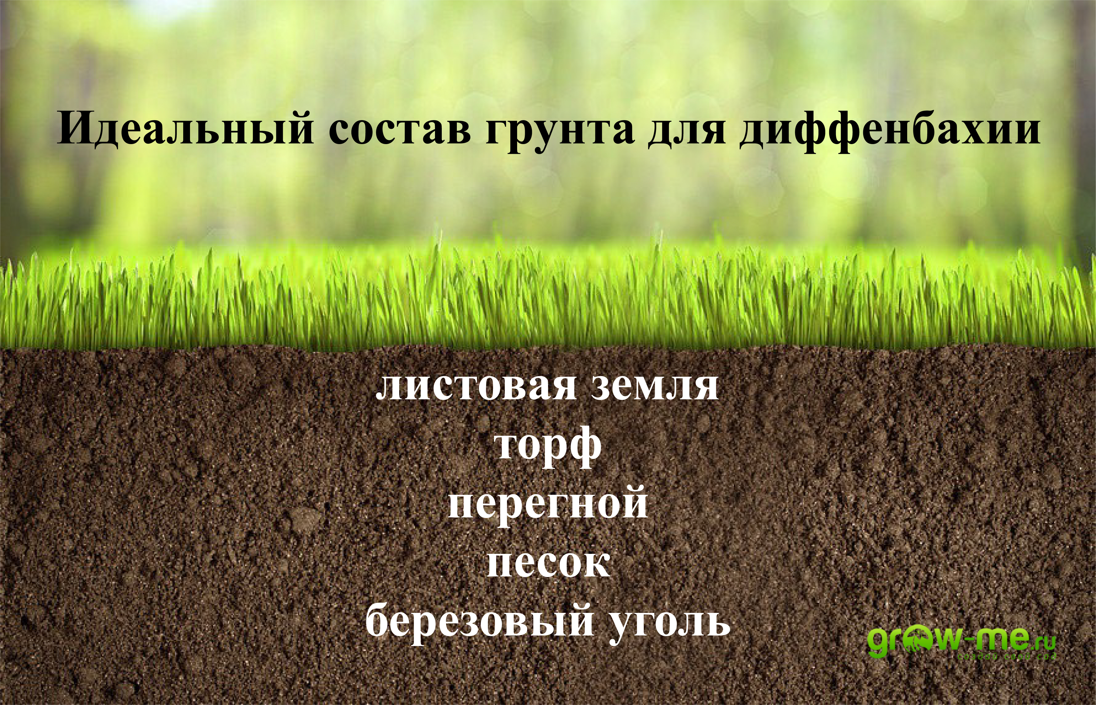 Диффенбахия: уход в домашних условиях и правила выращивания