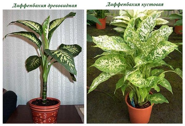 Диффенбахия: виды и самые популярные сорта для дома