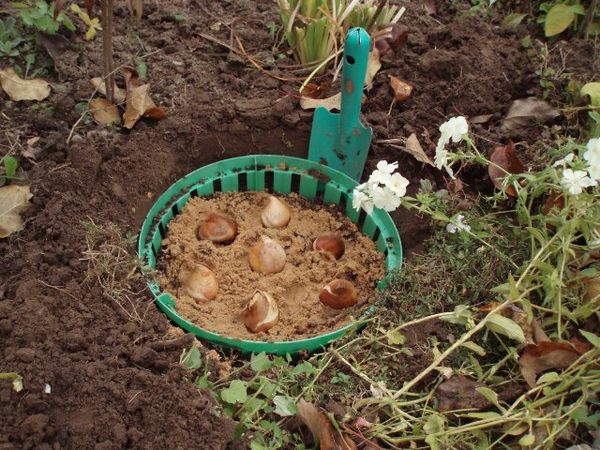 Гиацинты: посадка и уход в открытом грунте, выращивание