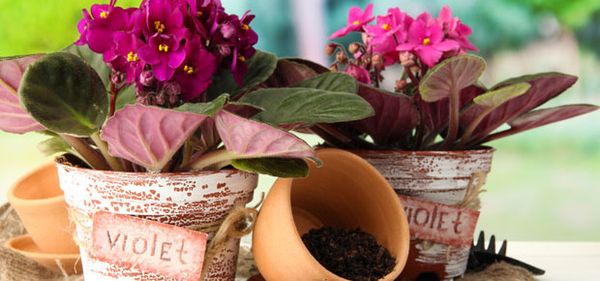 Горшки для фиалок: в какой лучше сажать цветок